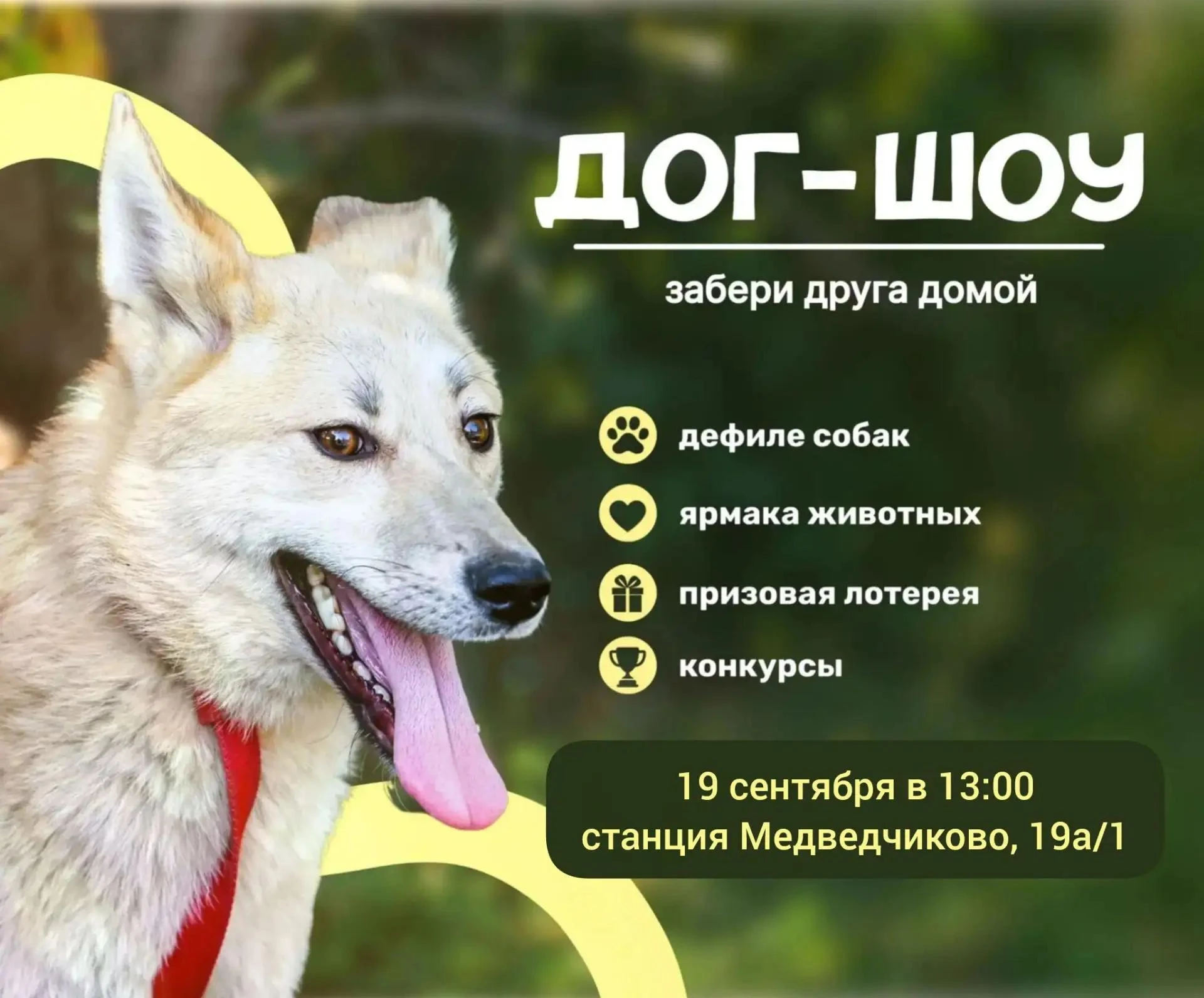 Дефиле бездомных собак пройдет в Улан-Удэ