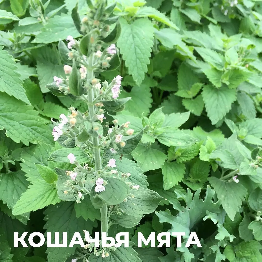 Растения, которые помогут сделать участок менее привлекательным для комаров 😊