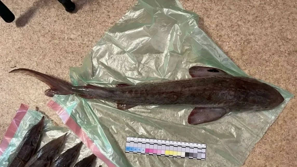 🐟 Одна поклевка может стоить сибирячке машины и лодки
