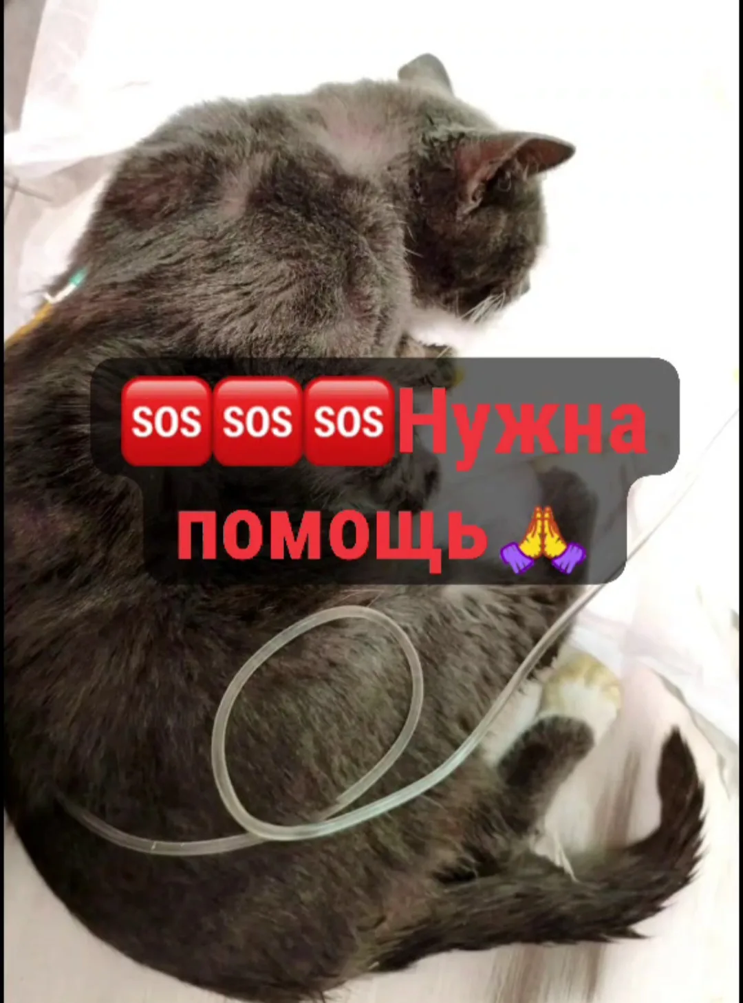 💔МАРИО на стационаре: состояние стабильно тяжелое😭