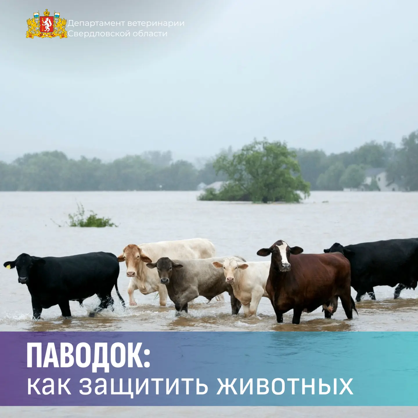 🌊 Паводок‑2026: как защитить животных — важные рекомендации для животноводов