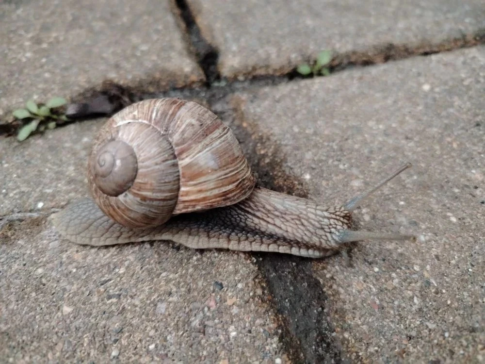 Подписчик поделился кадрами гигантских уличных улиток 🐌