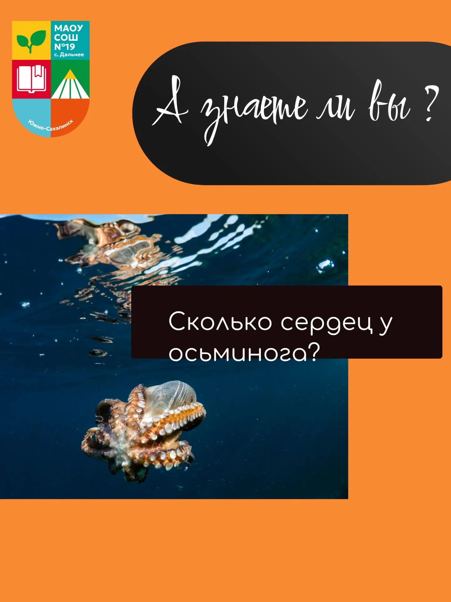 А знаете ли вы, что у осьминога три сердца? 🐙

Два сердца перегоняют кровь через жабры, а третье — 
