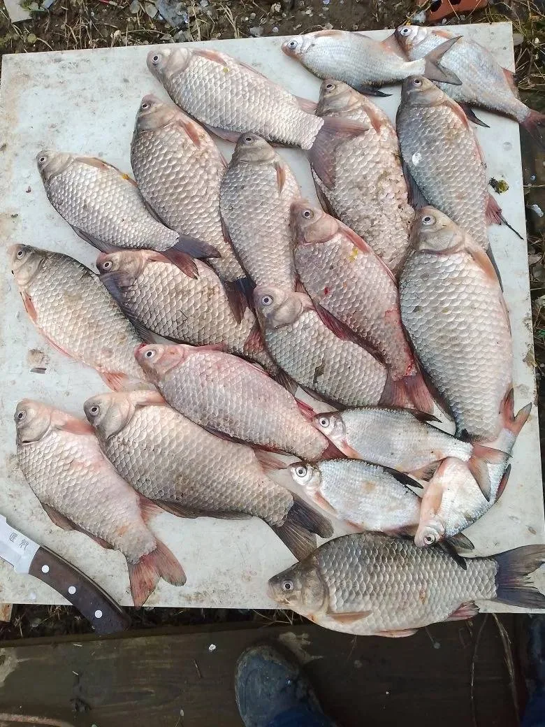 Рыбалка хутор Верхний, на червячка🪱 Место — канал за продуктовым магазином.🐠  Рыбалка в Краснодарско