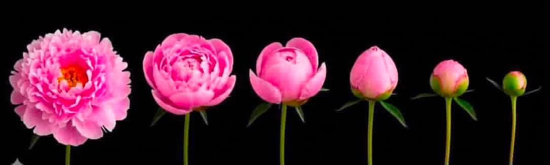 Когда села пить чай и слышишь плач из детской:
