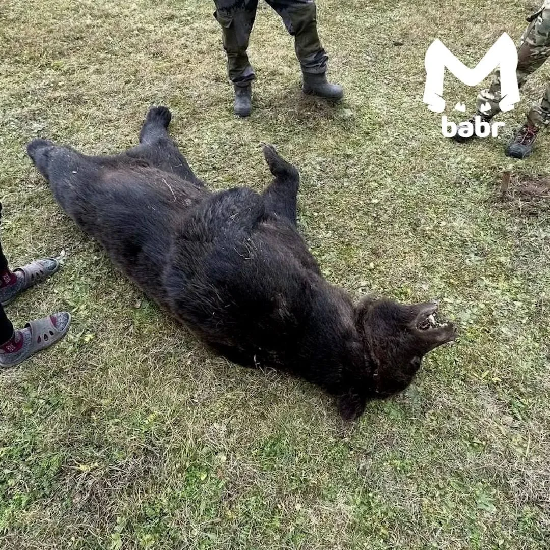 🚨 Иркутская область: мужик завалил медведя ножом и ружьём
