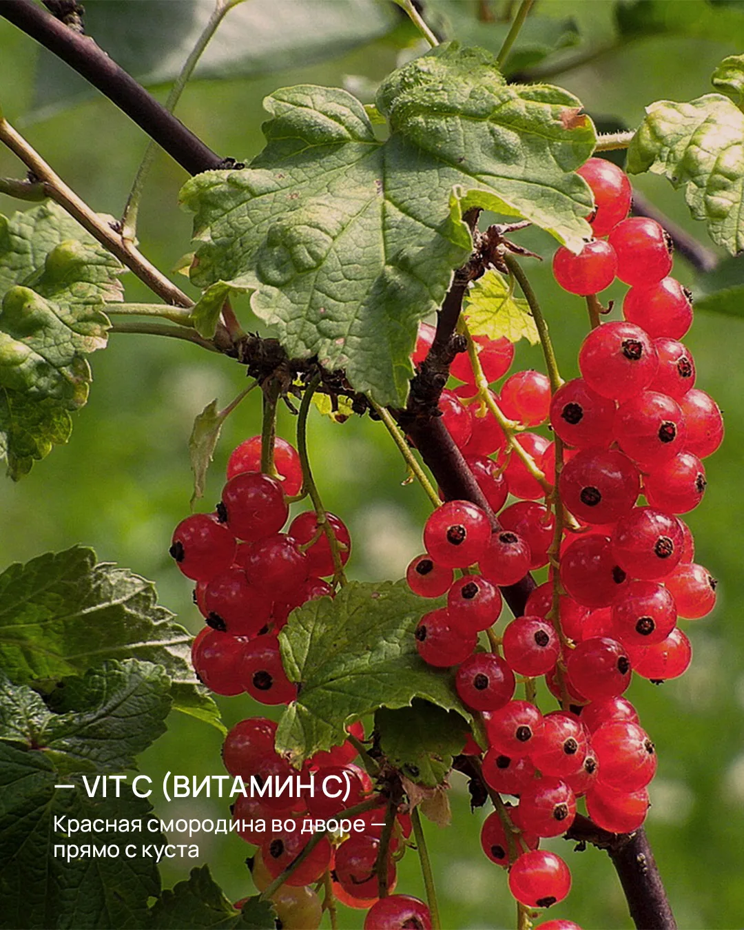 Где искать витамины?
