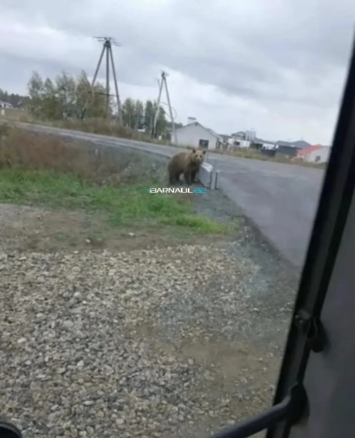 🐻 Медвежонок вышел к дороге в Фирсово