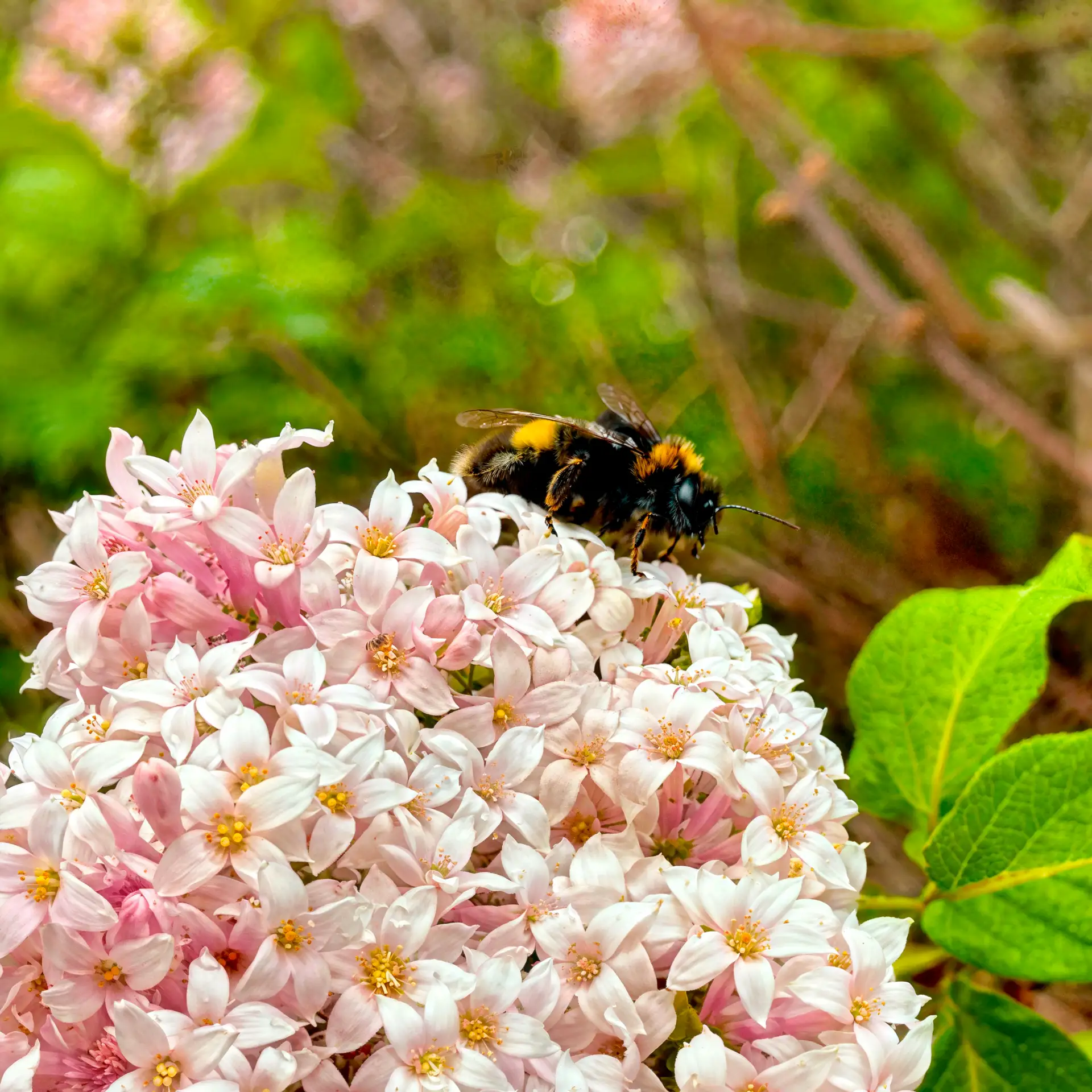 🌸 Любуемся красотами уходящей весны!