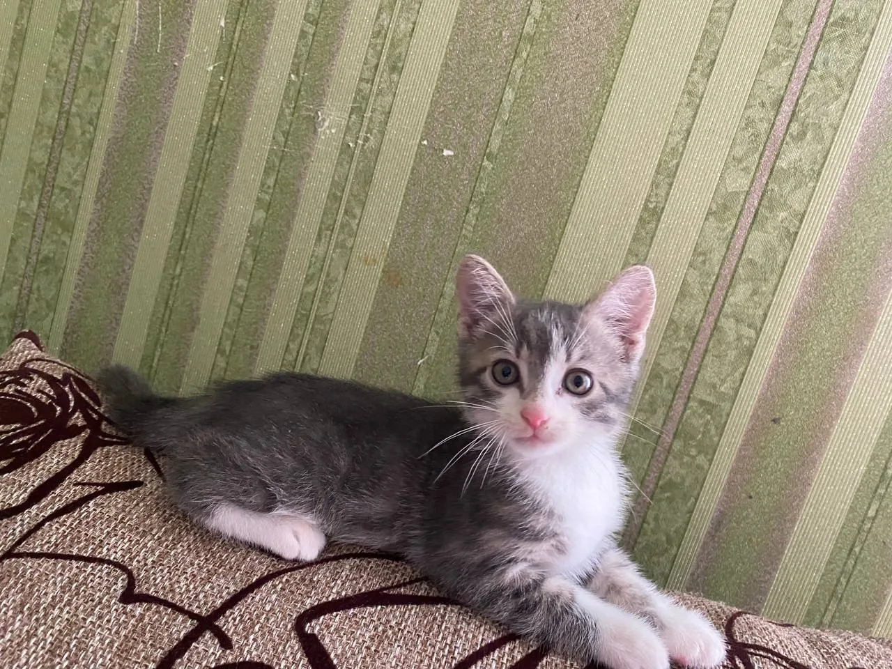 🐈‍⬛ #потеряшкишанхая

Выкинули на улицу трех котят, всех разобрали, осталась одна девочка!
Помогите