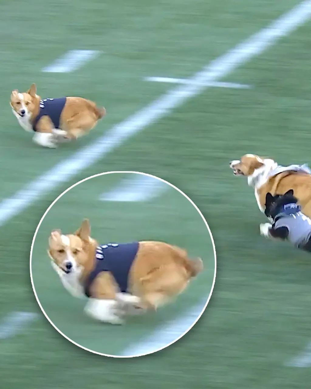 В США корги Бананчик повторил легендарный финиш Усэйна Болта с Олимпиады-2016