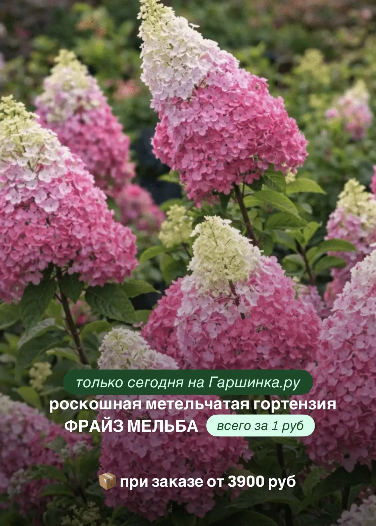 🌸 Только сегодня — роскошная метельчатая гортензия Фрайз Мельба всего за 1₽! 🌸

При заказе растени