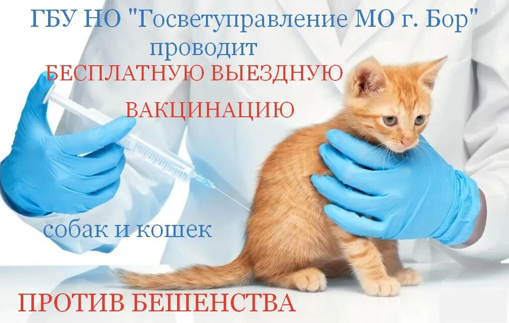 БЕСПЛАТНАЯ ВЫЕЗДНАЯ ВАКЦИНАЦИЯ ПРОТИВ БЕШЕНСТВА