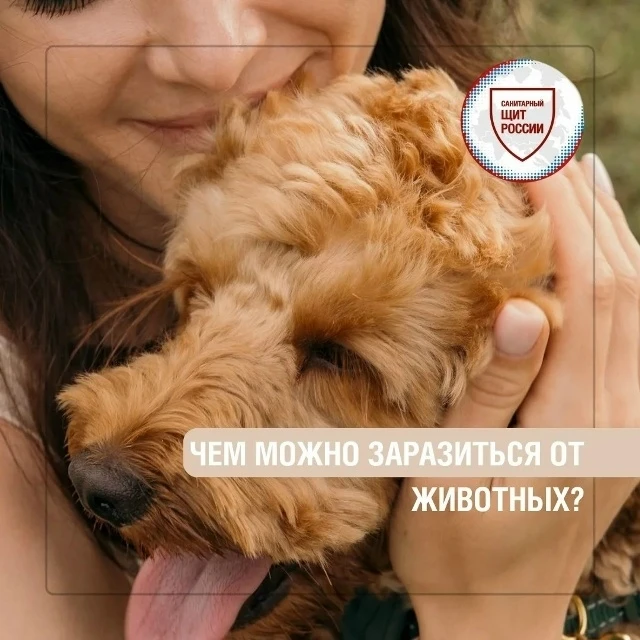 Чем можно  заразиться от животных?