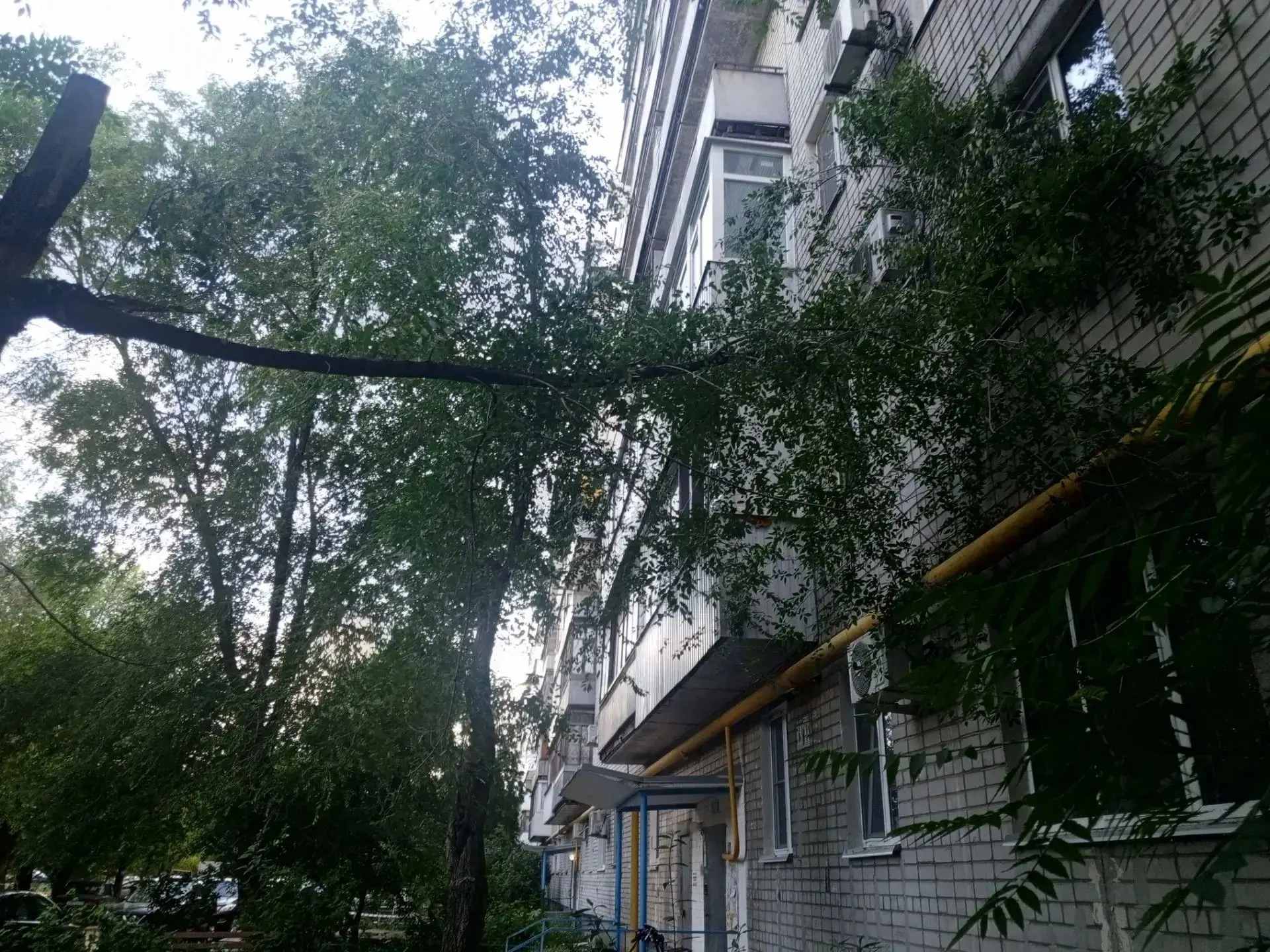 Рухнувшее дерево влетело в окно на Триумфальной, 6. Ветками разодрало москитную сетку н...