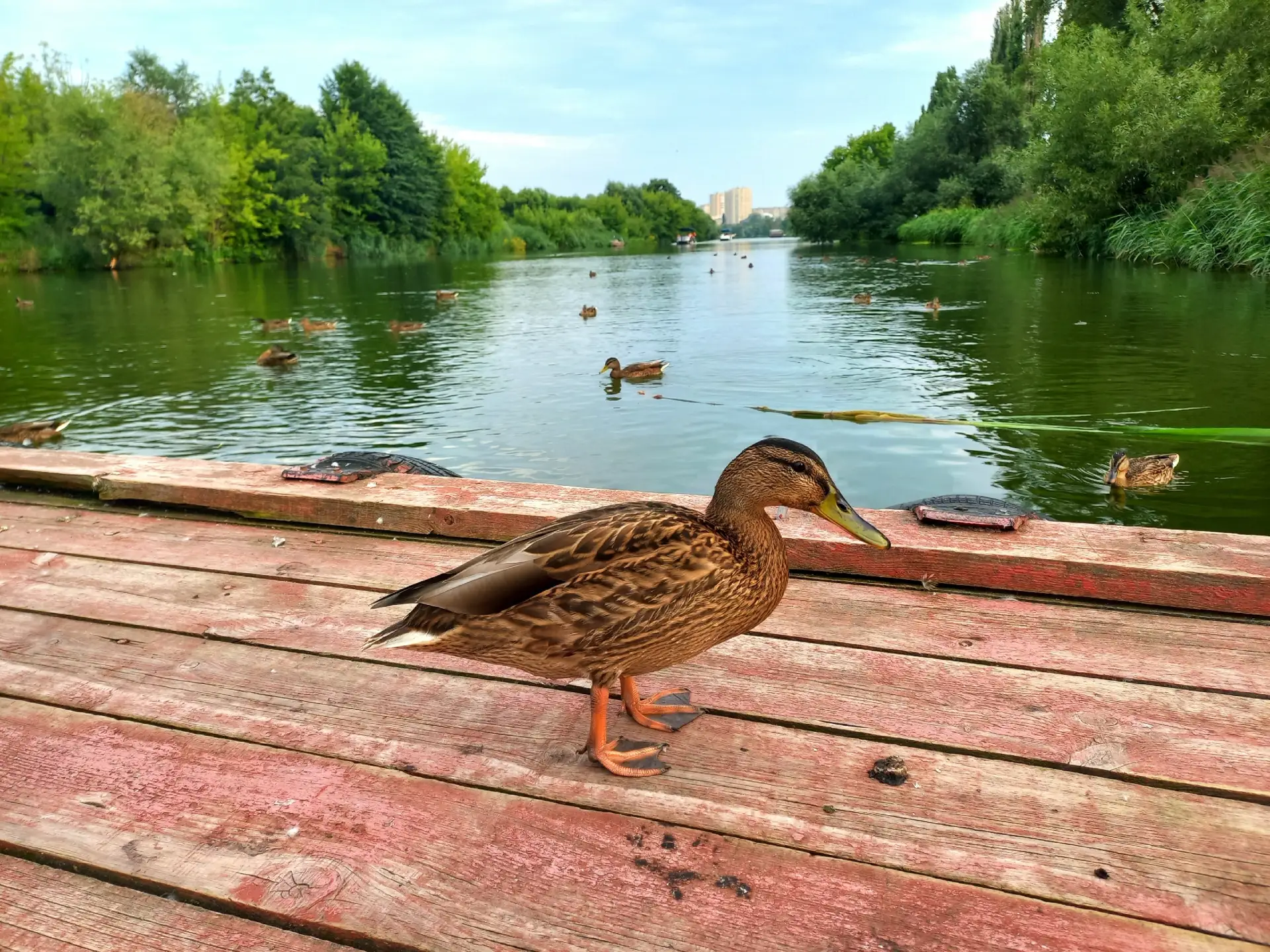 🦆Обитатели реки Цны

📷ВК "Тамбов каждый день"

Мы в MAX