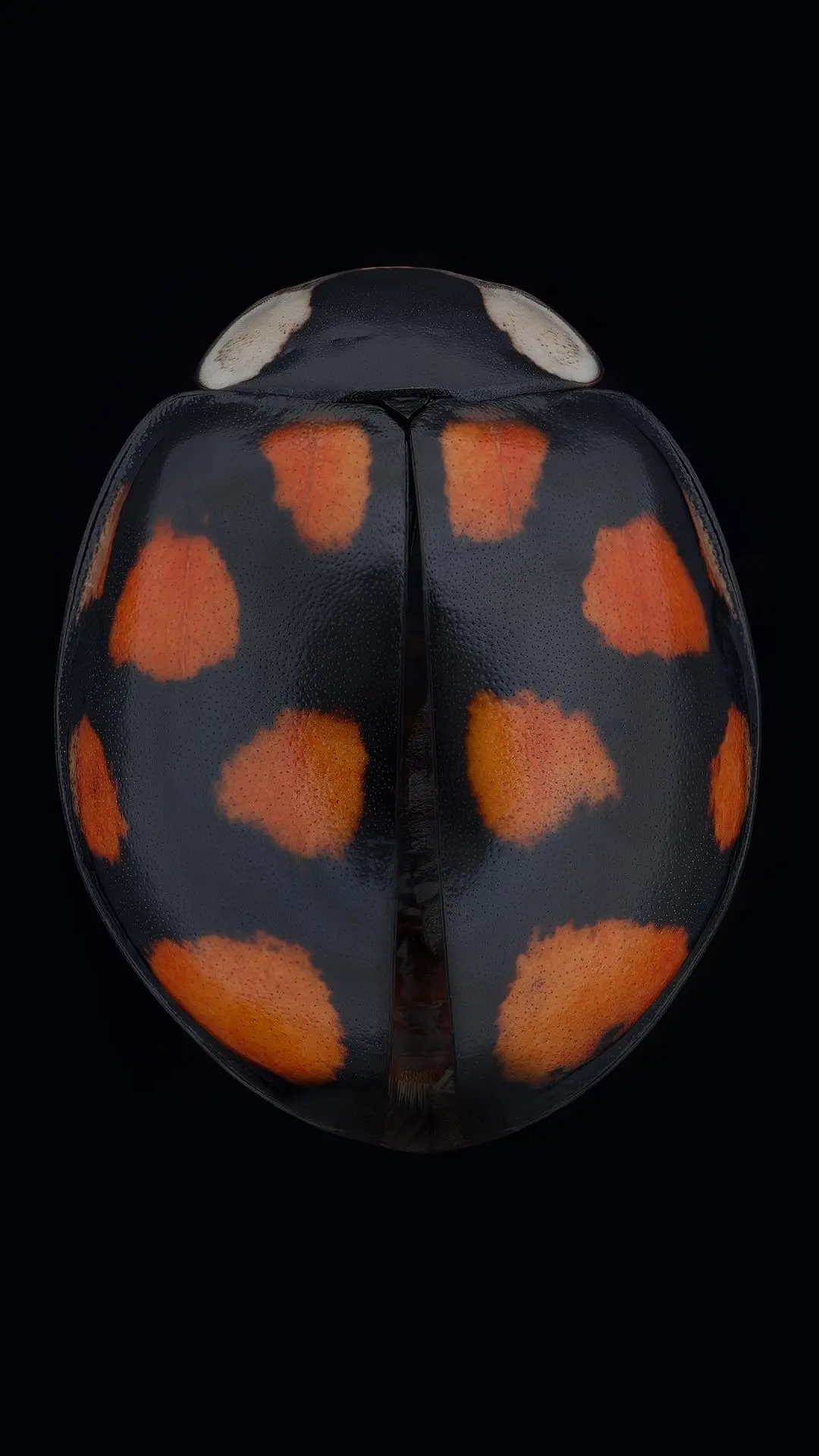 🐞И о божьих коровках... Обзор с макрофото