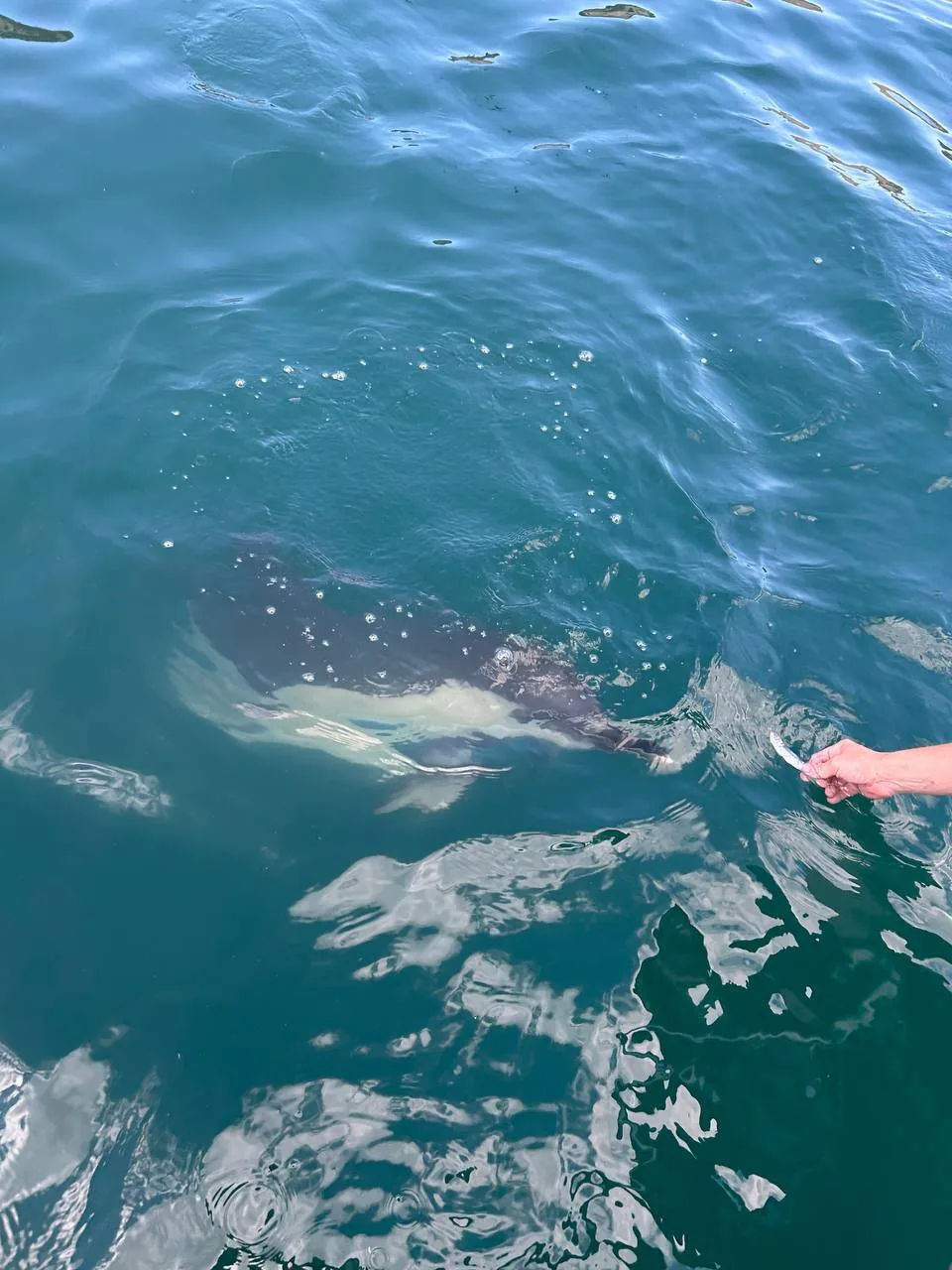 🐬