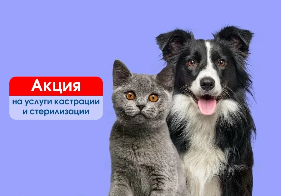 Уважаемые владельцы мелких домашних животных, в целях уменьшения численности безнадзорных животных в