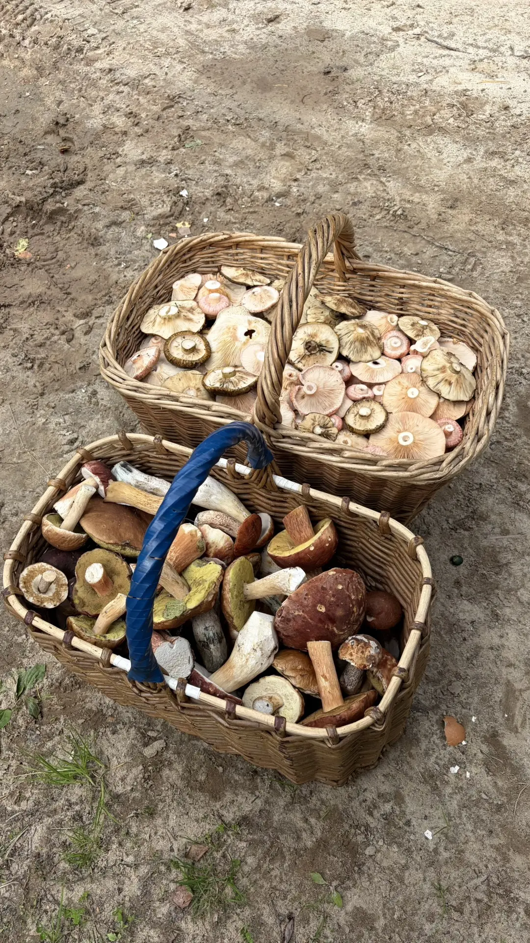 #грибалка 5.09.26 г. Макарьевский район (Костромская область). Бор вышарен вдоль и попе...