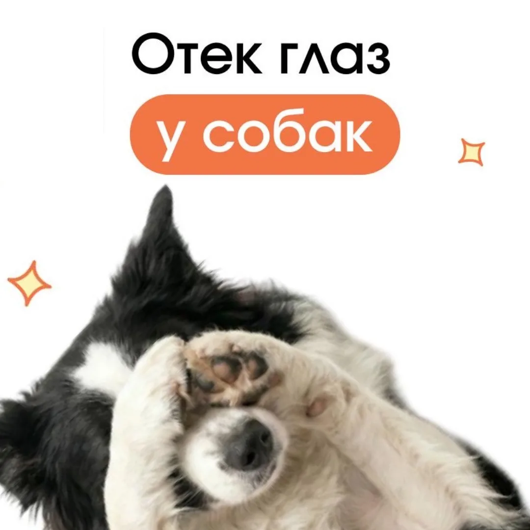У собаки опух глаз, отекли веки? 🐕👁