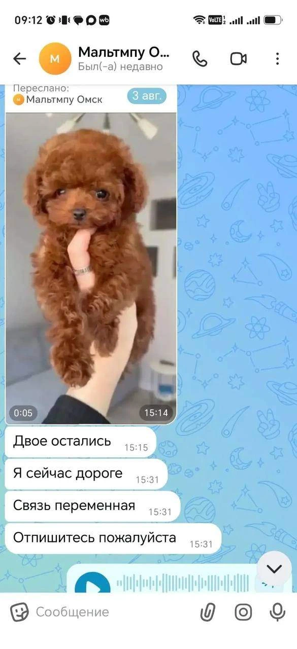 Щенки и смерть дочери: юная мошенница из Омска обманула шестерых жительниц Шарыпово