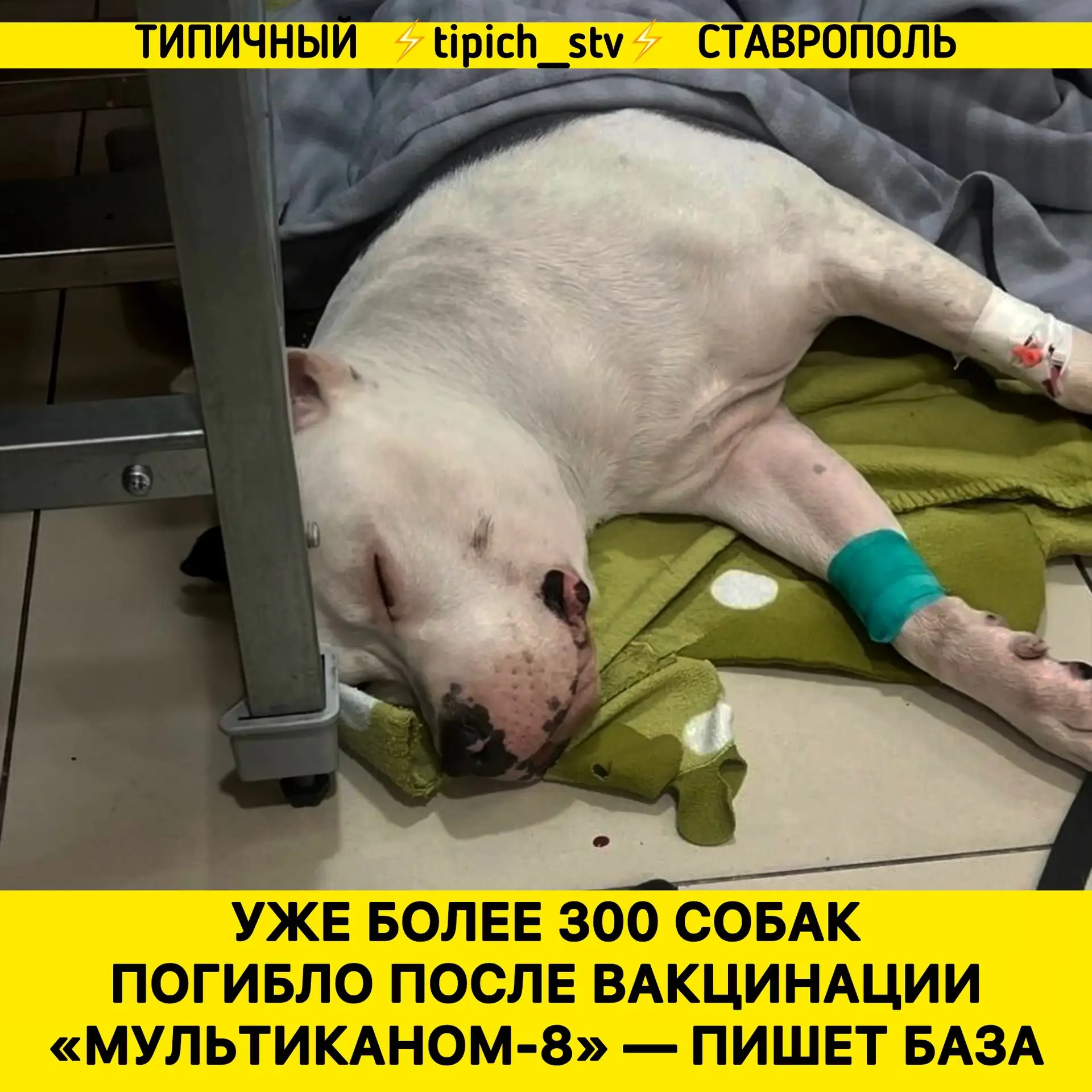 ⚡️Хозяева рассказывают, что до прививки животные были здоровы, но через 1-3 дня после у...