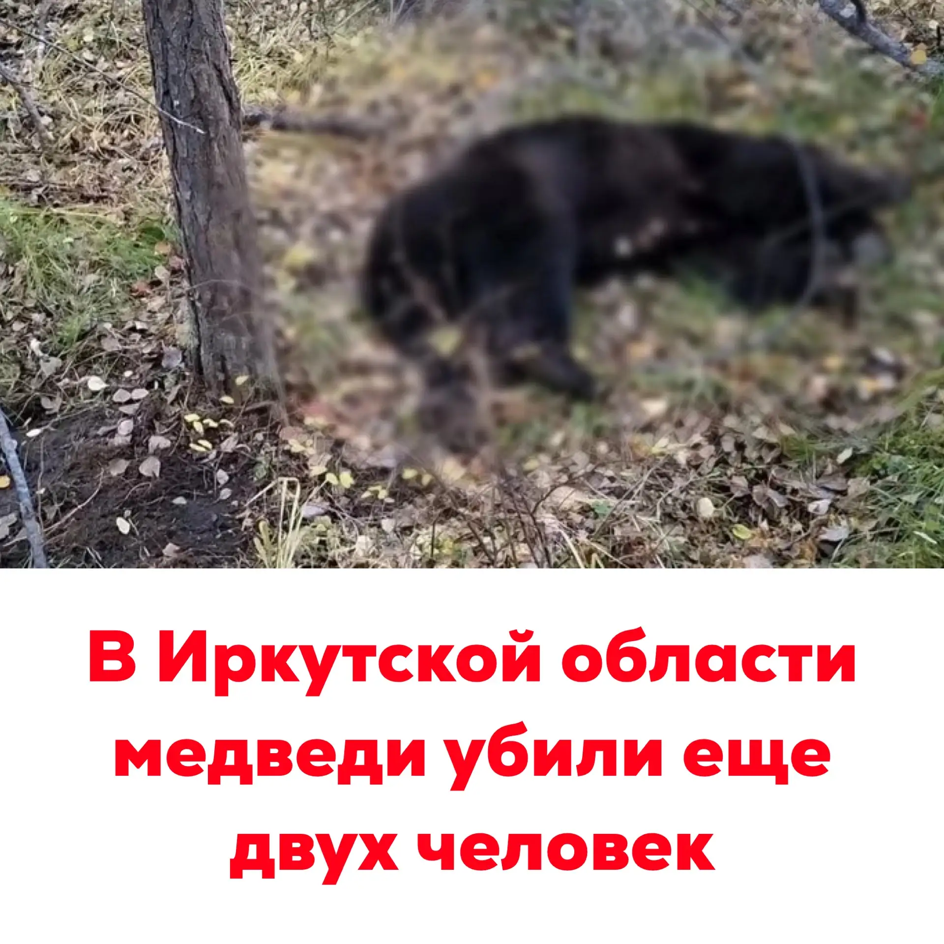 🔴В Иркутской области медведи убили еще двух человек