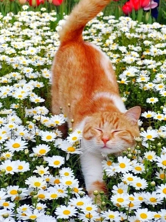 Рыжeму Стeпaшкe, по душe — pомaшки))