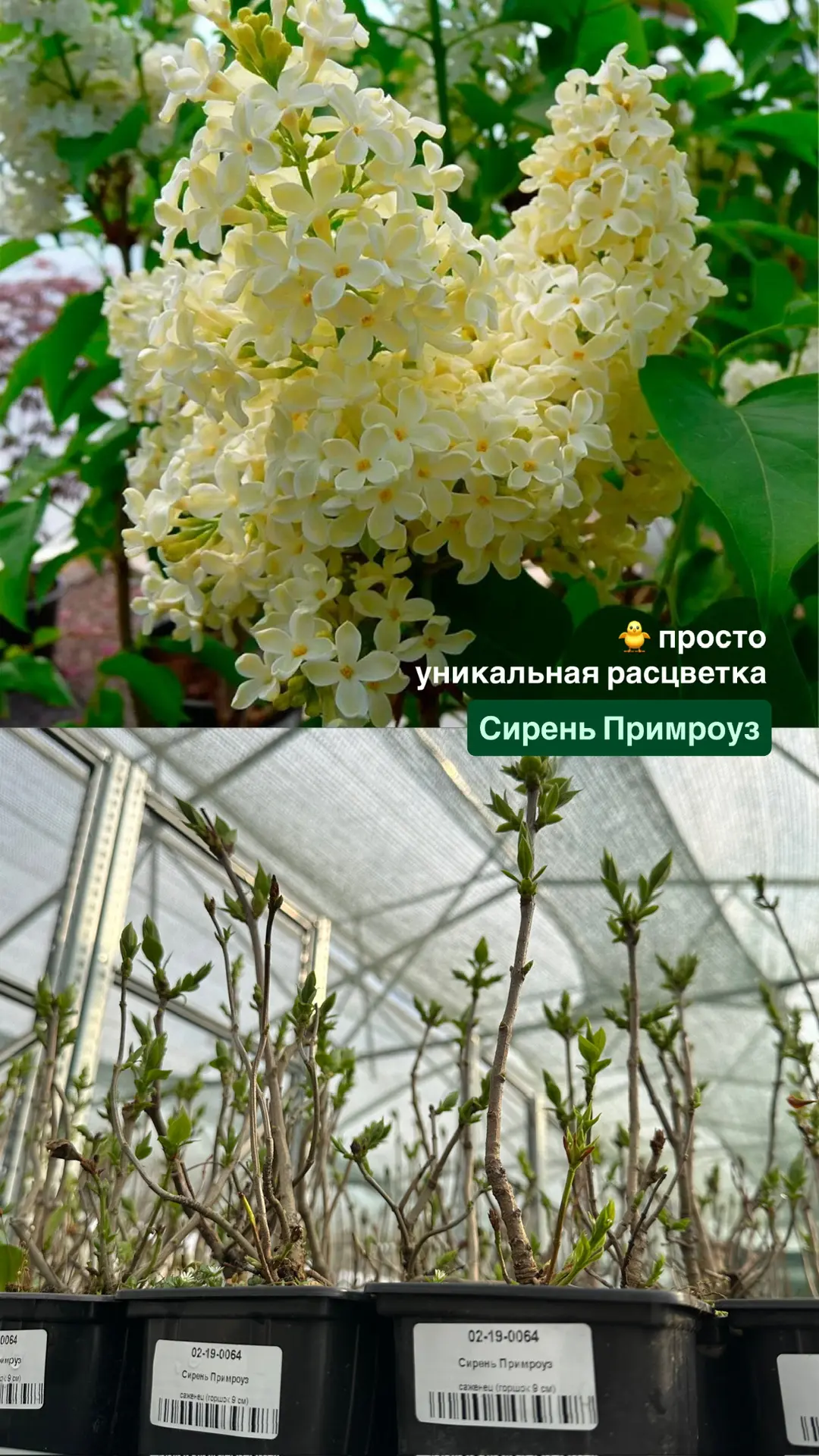 Прямое включение с производства 📸Первые листочки - это всегда счастье! Сирень ещё не зацвела, но уже