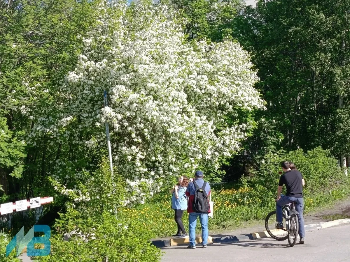 В заполярном Мурманске расцвели яблони

Этих деревьев в городе совсем немного. Считается, что яблони