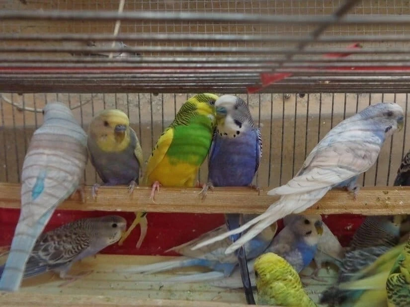 ✅Статья Багиры Кошки.