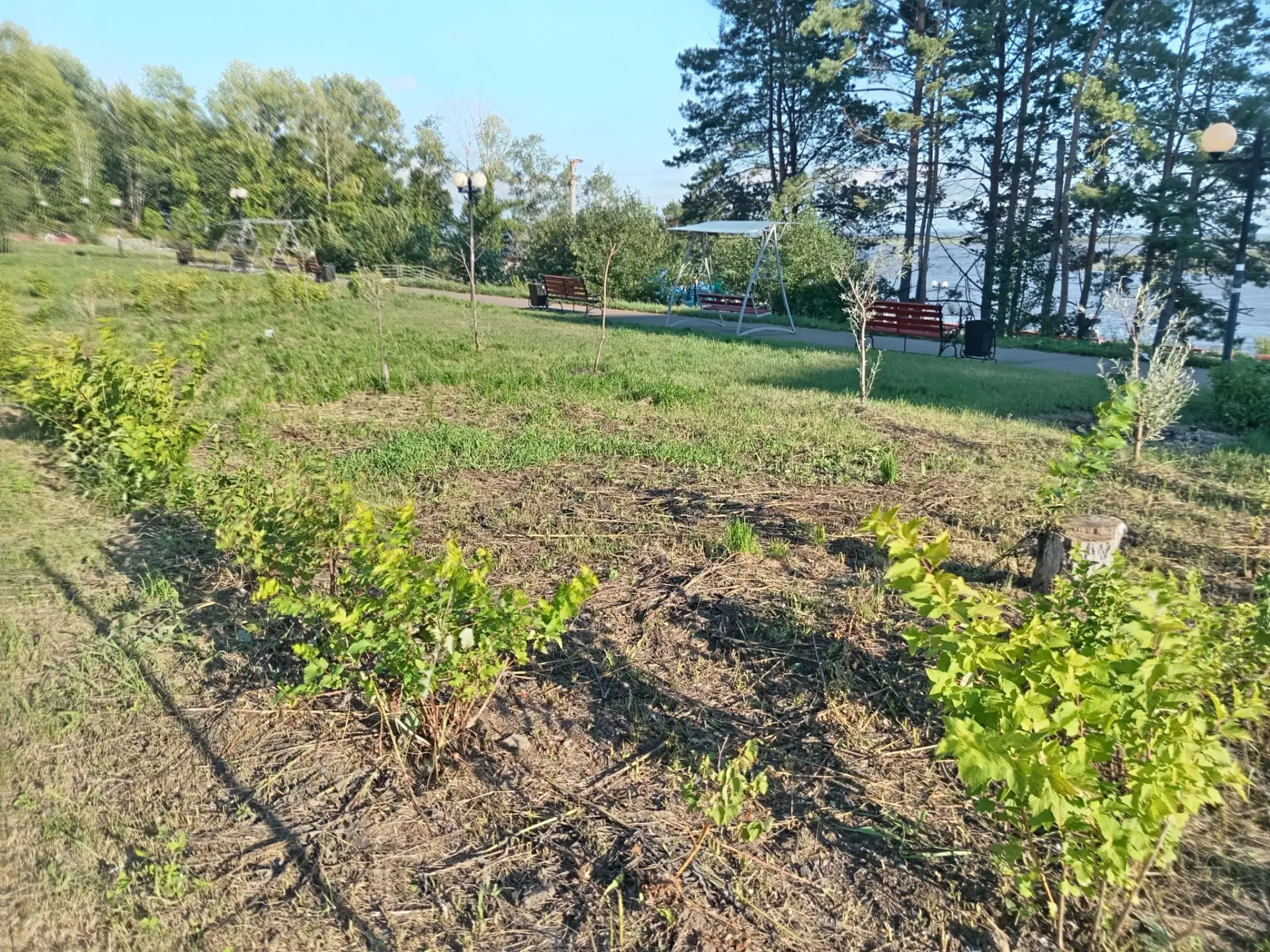 🌿Посаженная в июне этого года на городской набережной Амурска аллея зелёных насаждений...