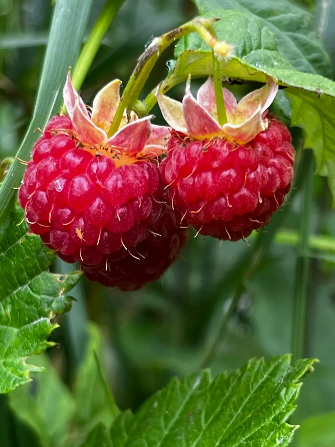 Малиновый июль 🍓😎. п. Поросозеро.

 ПОДПИШИСЬ