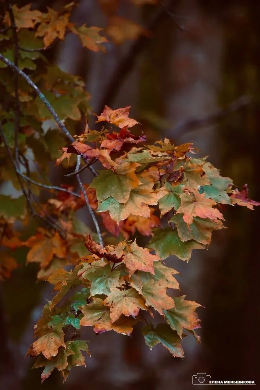 🍂🍁С каждым днем холодает и деревья продолжают менять одежку