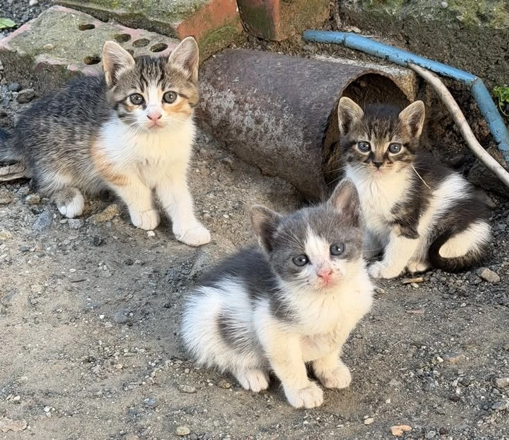 подпишись на котямбусы🐈