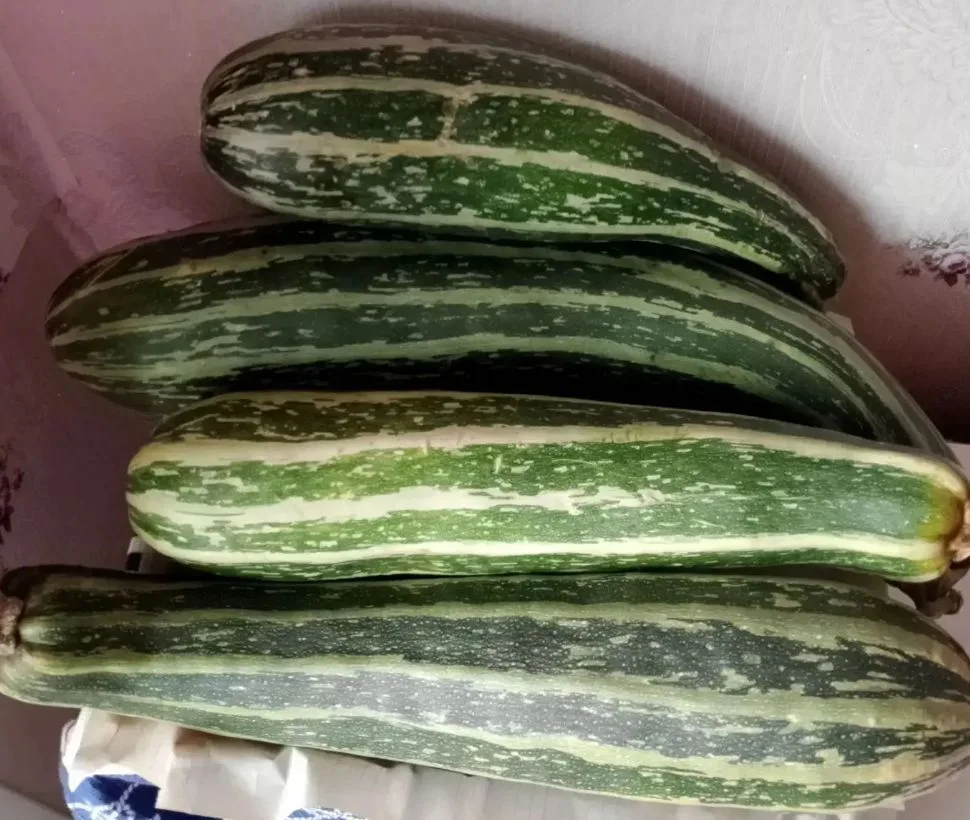 Продам кабачки, цена 500 руб./все. Самовывоз район ул. Баргузинская. 89145146078
