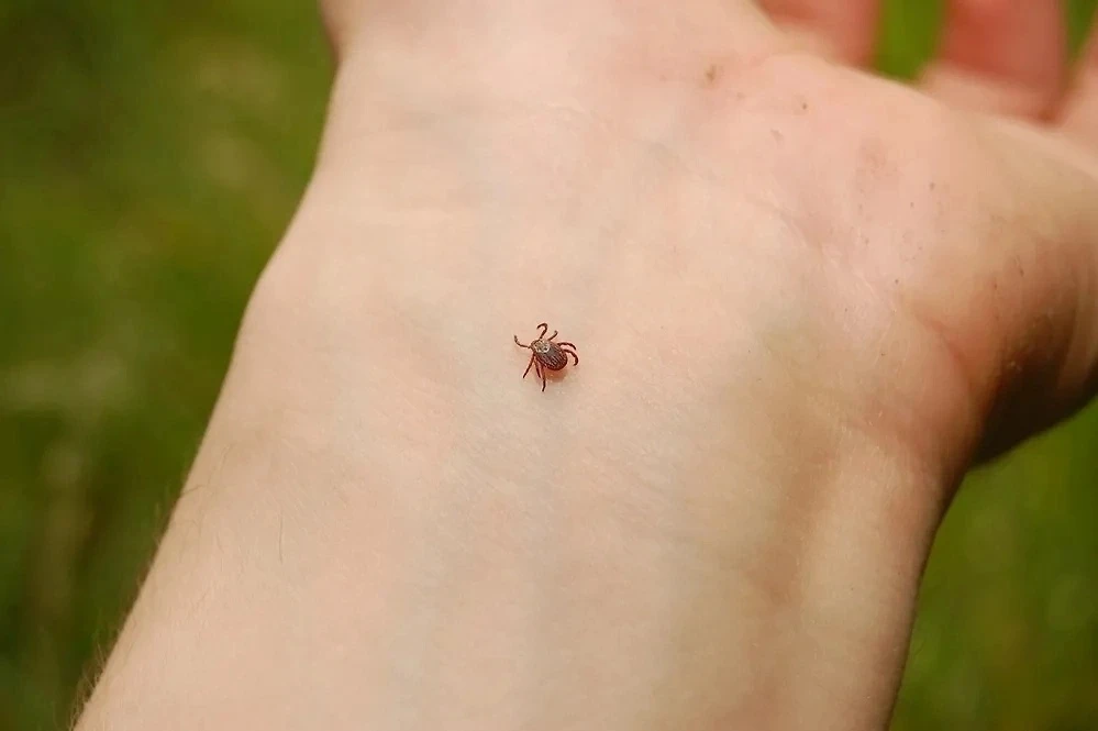 🕷 Жителей Пермского края предупредили о втором пике активности клещей после затишья.