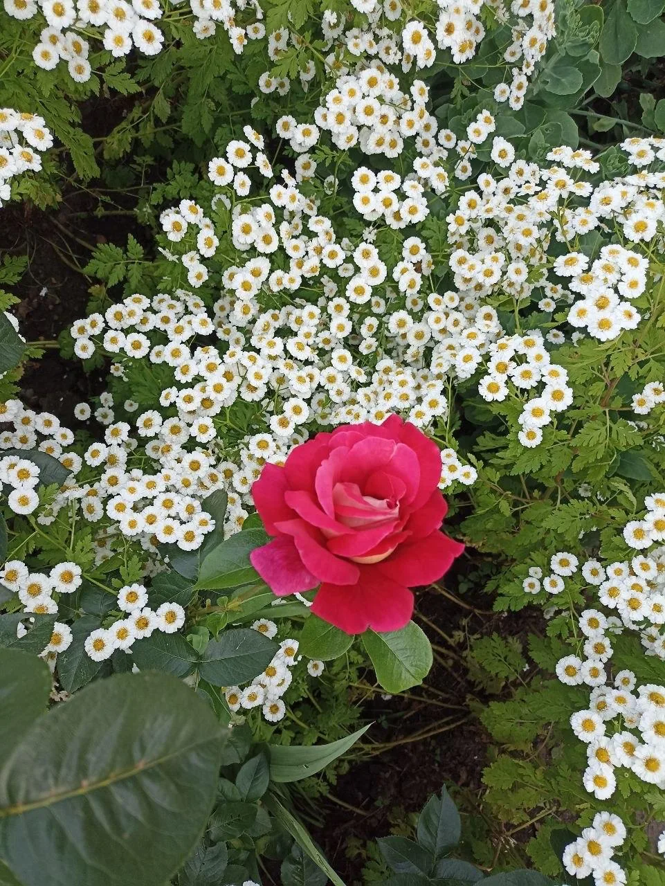 🌷 Доброе утро!

Погода на сегодня: +23….14°С
 
📷  Шепелева С.