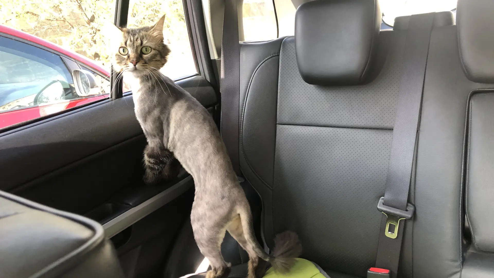 🐶 Пушистый DRIVE2: в отпуск с хвостатыми  Может ли инспектор штрафовать за собаку или кота в машине?