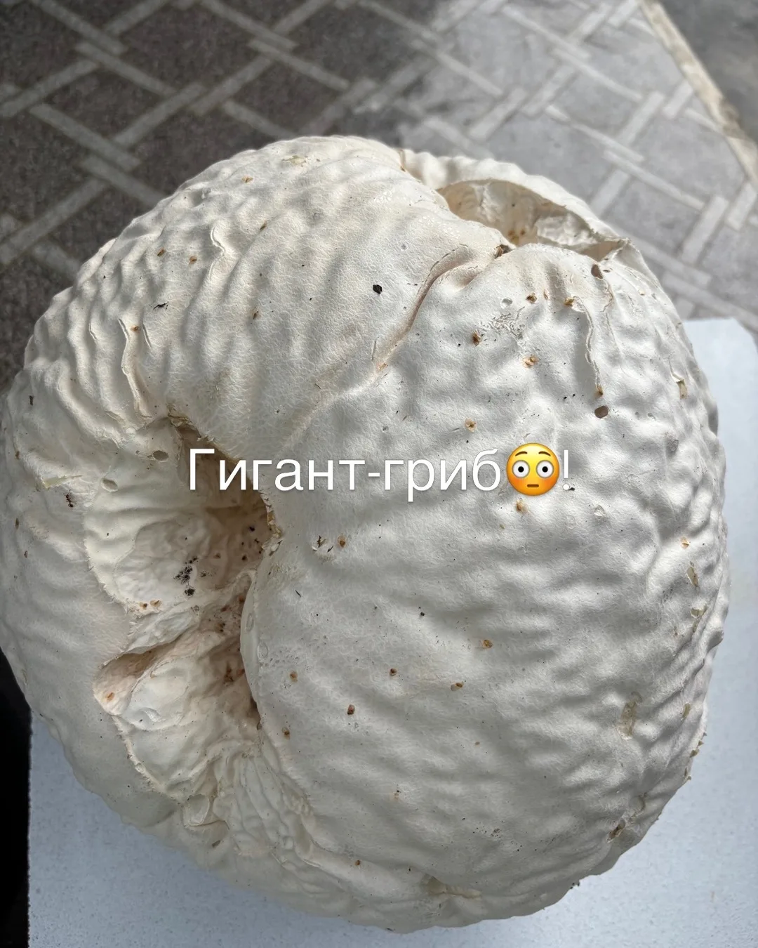 Нашла сегодня!