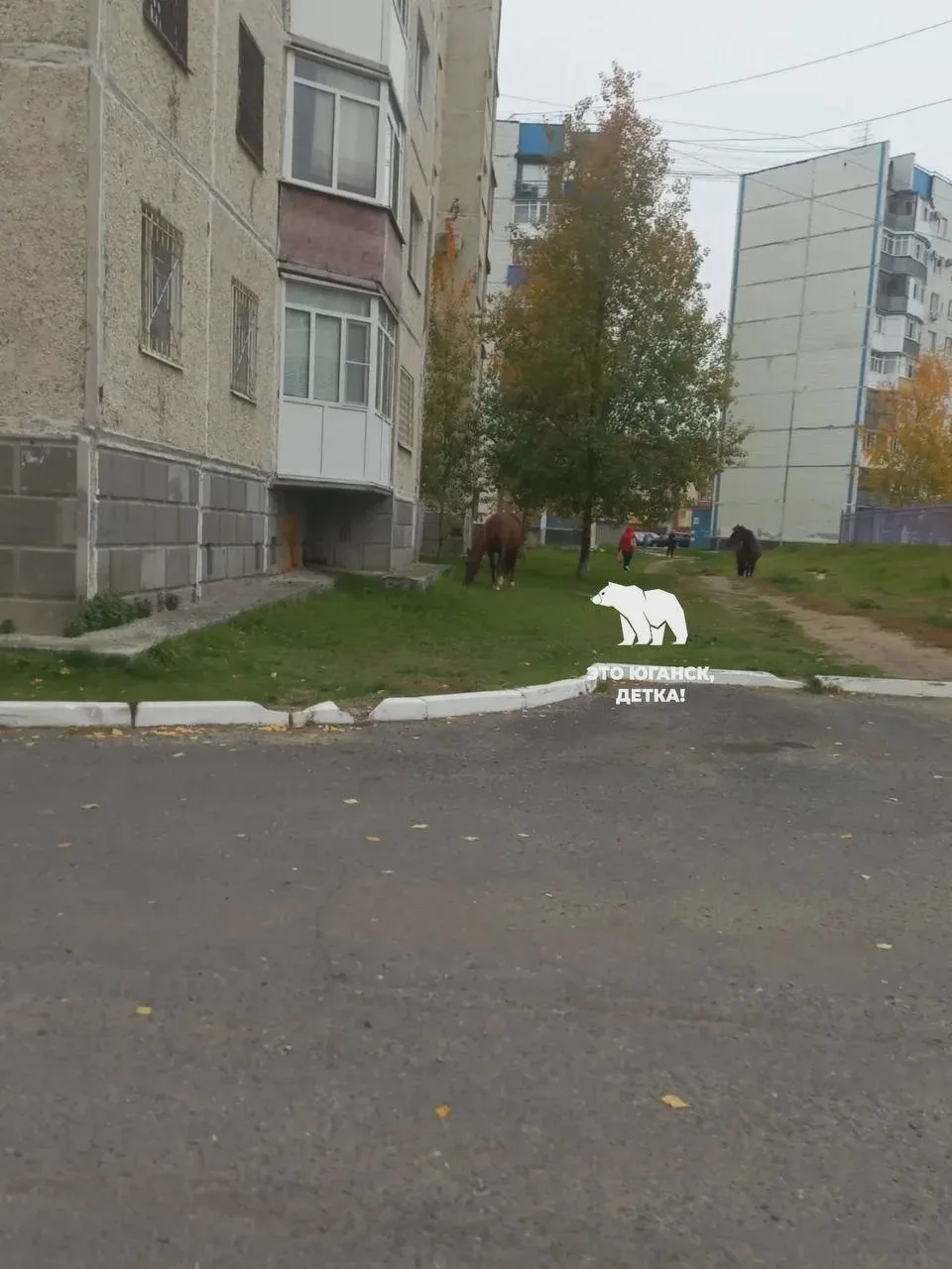 🐴 В 14 микрорайоне — лошади