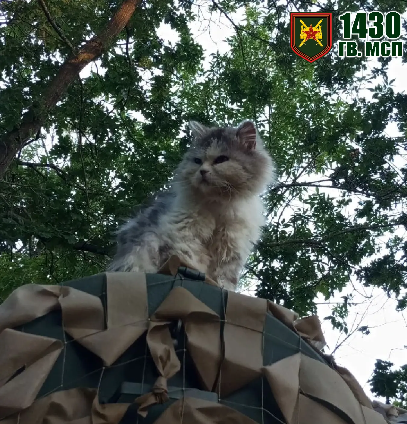 Котяка-подозревака

Бдительный кот из 1430 гвардейского полка, взглядом до удивления напоминающий од