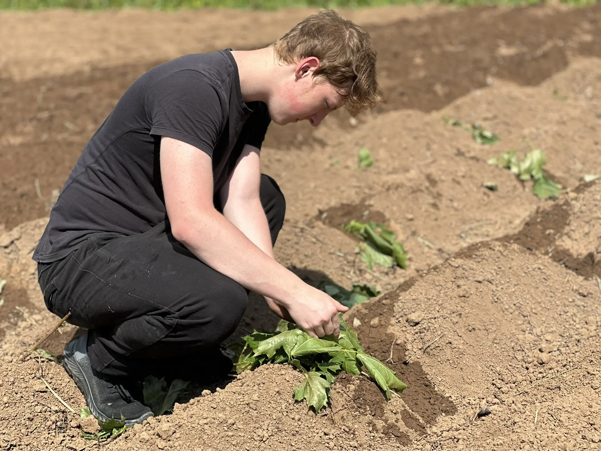 Наше трудовое лето 🌱

Вот и наступило долгожданное трудовое лето для учеников 8-го класса. В этом г