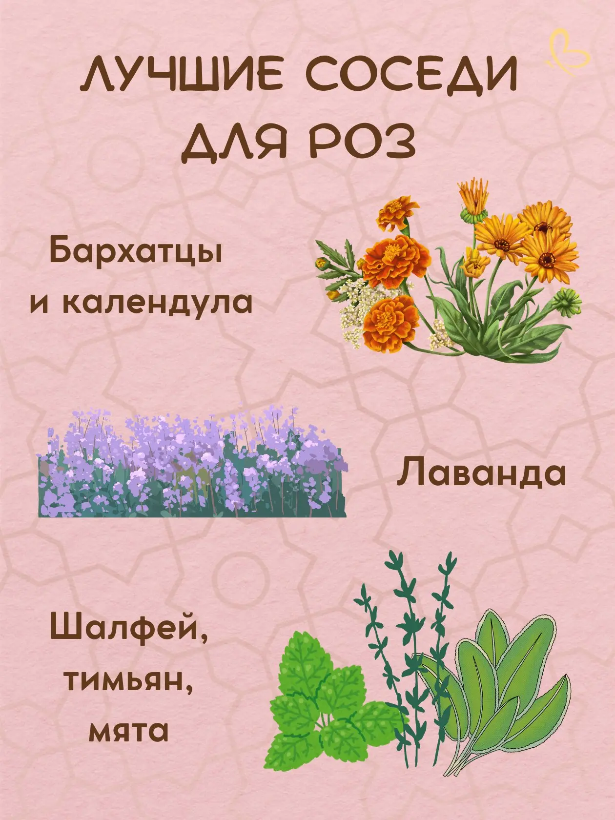 🌹 Для розы, как для главной красавицы в саду, важно подобрать не только подходящее, но...