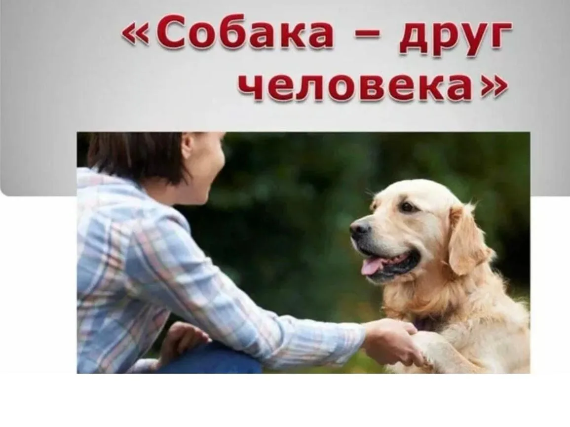 2 июля отмечается   Международный день собак. Этот праздник посвящен верным и преданным спутникам че