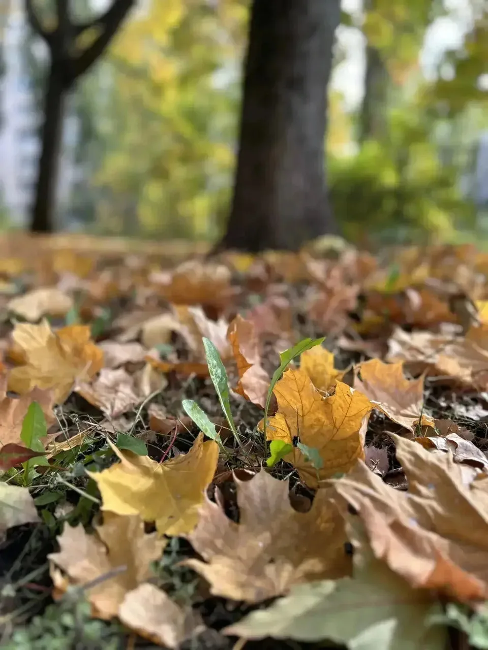 **🍂 В октябрьский понедельник потеплеет: днём до +16**
