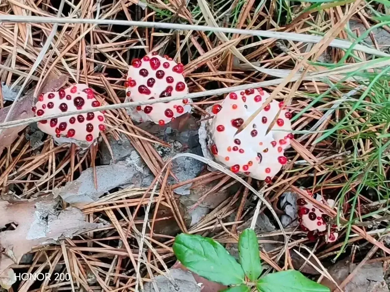 🍄 В Усольском районе замечены вот такие грибочки.