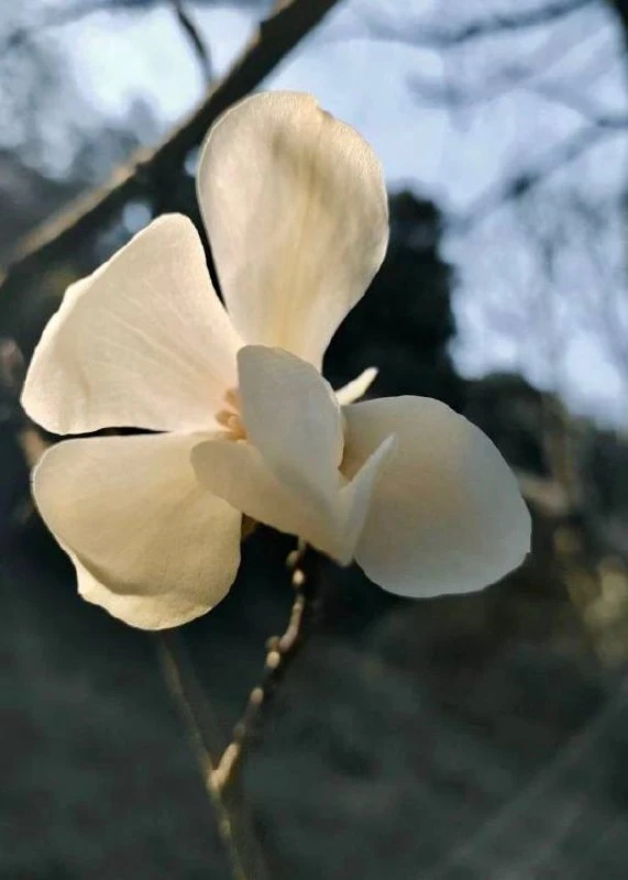 🌸 Срочные цветочные новости  В Сириусе зацвели все виды магнолий, передай друзьям.  📲 Сириус в МАХ