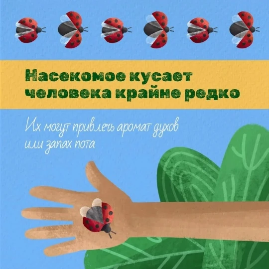 Сейчас божьи коровки особенно активны.